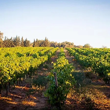 Marsanne For 2 And 2 People In The Heart Of The Vineyard * Badens