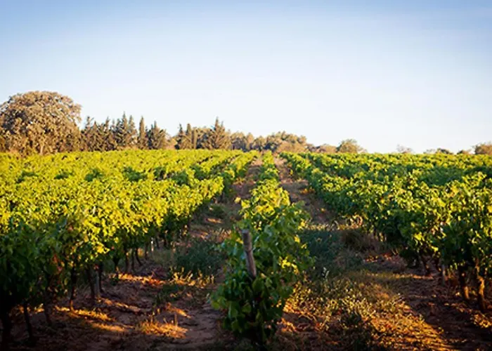 Marsanne For 2 And 2 People In The Heart Of The Vineyard * Badens